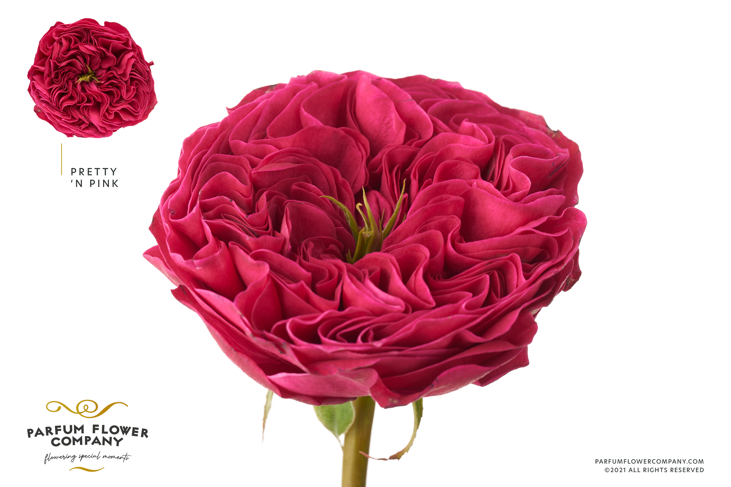 Pink'N Pretty Rose 【公式通販】